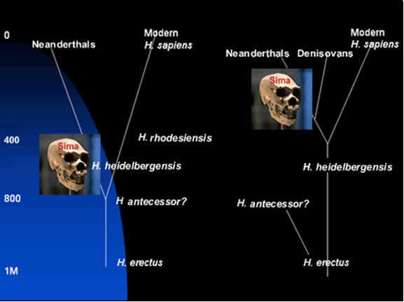 Human Evolution Story