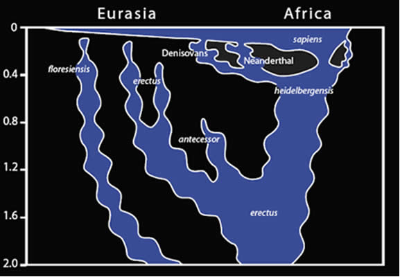 Human Evolution Story