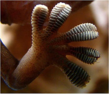 gecko feet