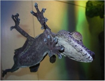 Marquette study finds some gecko species have developed sticky tail pads //  News Center // Marquette University