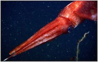 missing a bioluminescent arm tip