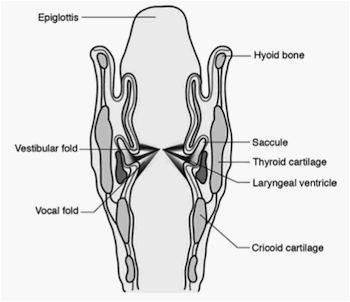 laryngeal saccule