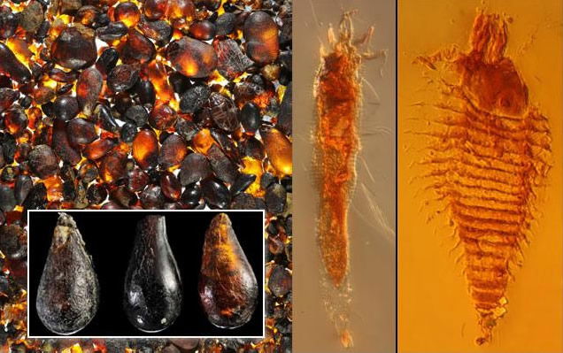 Insects in Amber