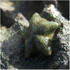 sea star