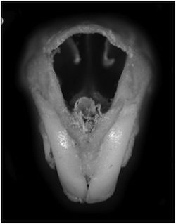 shrew teeth