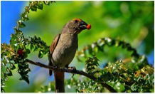 GA bullfinch