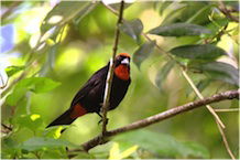 PR bullfinch