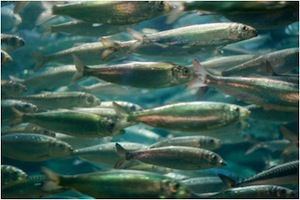 Siver fish (herring)