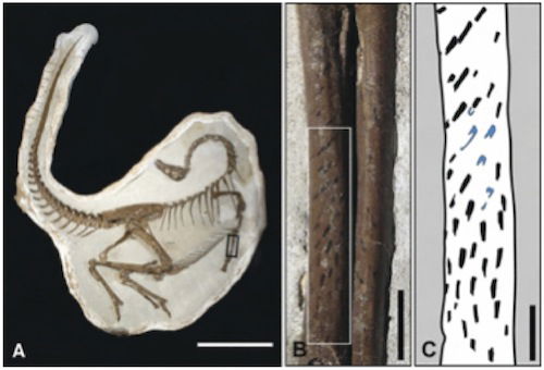 Ornithomimus