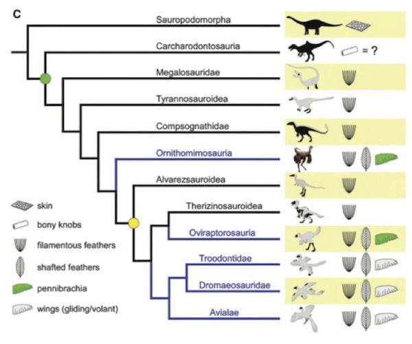 feather chart