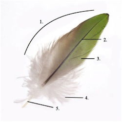 feather