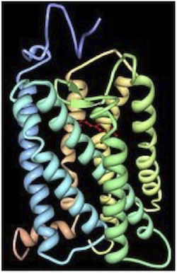 rhodopsin