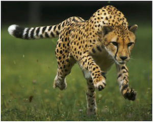 do cheetahs have any predators