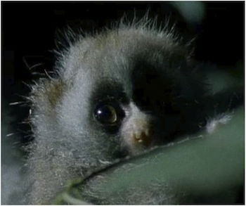 baby loris