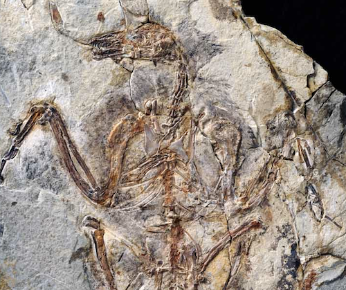 bird-fossil