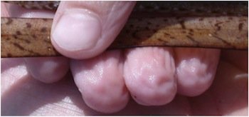 Wrinkled Fingers Get A Gripbut Not On Evolution Answers In Genesis