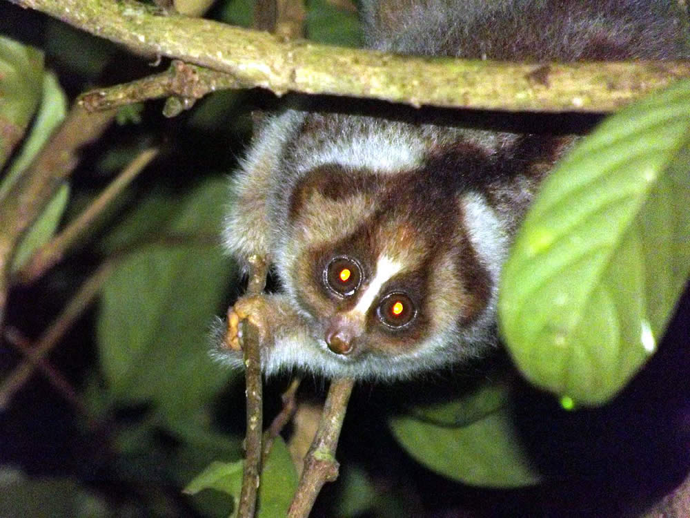 Loris