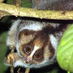 loris