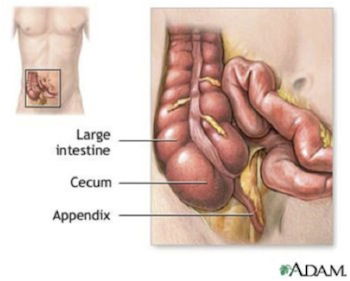 What Does the Appendix Do & Other Questions About the Body's Mystery Organ