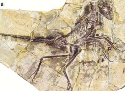 bird fossil