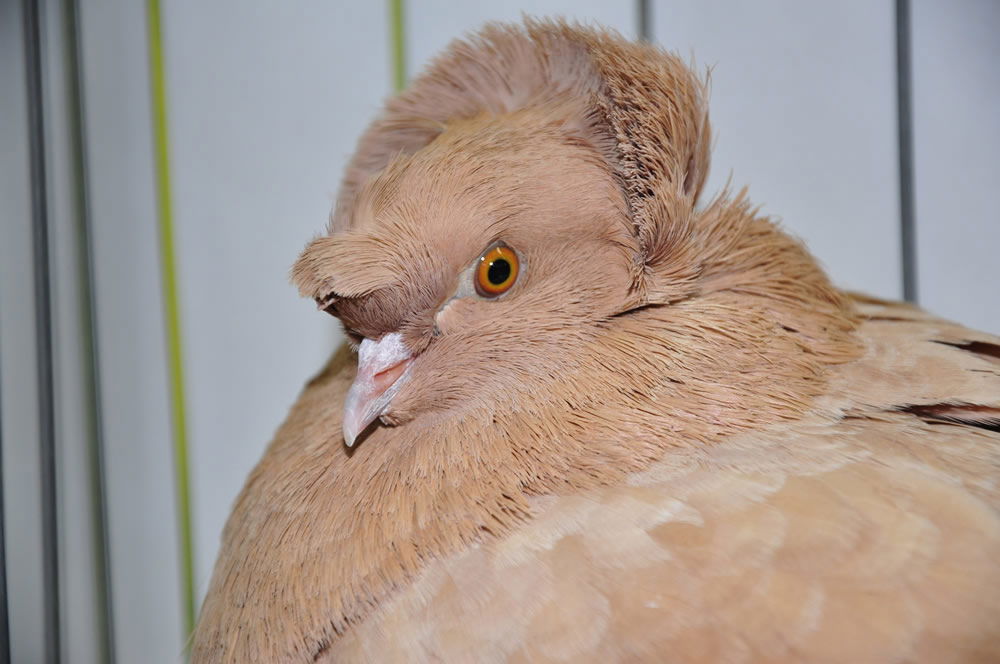 English Trumpeter Rock Pigeon