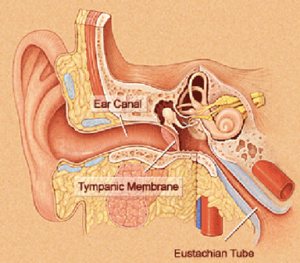 Eustachian Tube