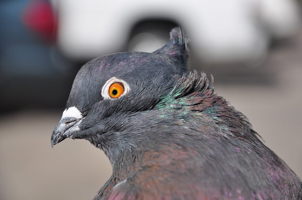 Indian Fantail Rock Pigeon