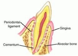 Periodontal Ligament