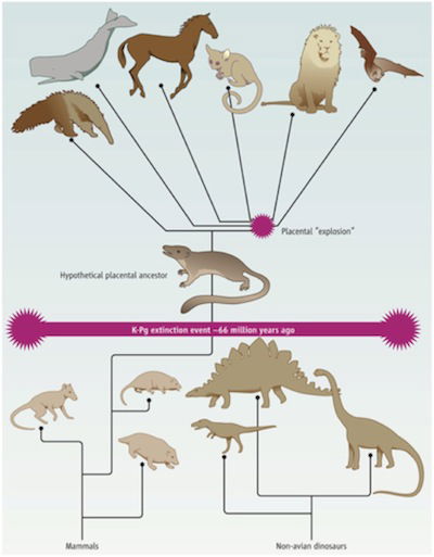 placentals