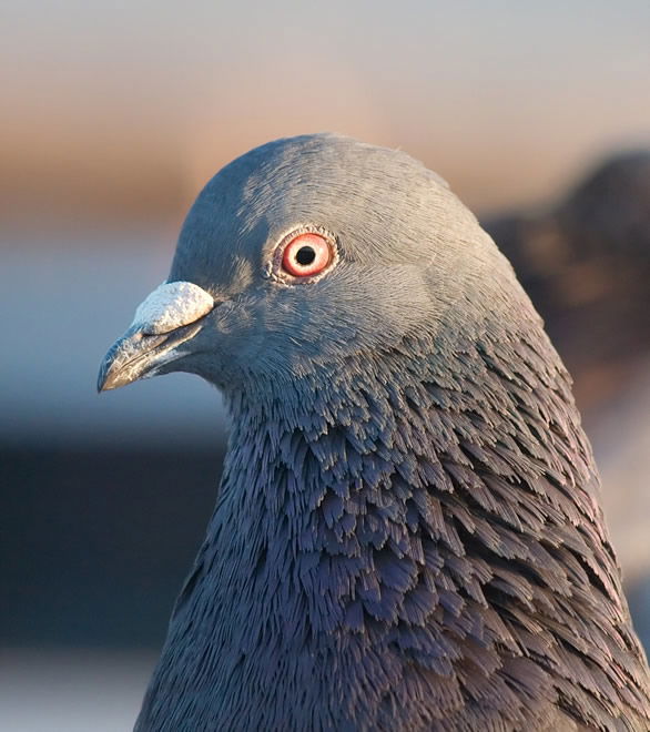 Uncrested Rock Dove