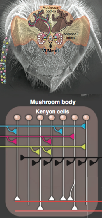 bee-diagram