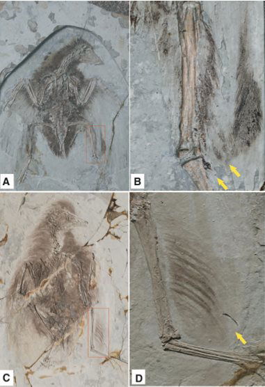 Cretaceous Birds