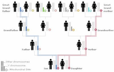 Inheritance chart