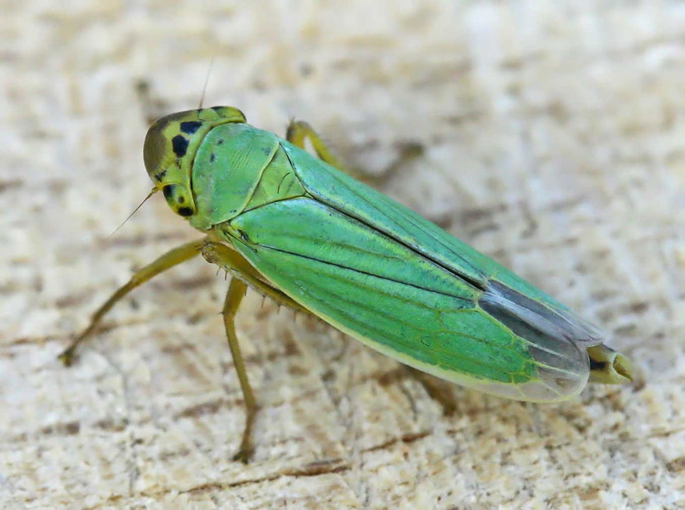 leafhopper