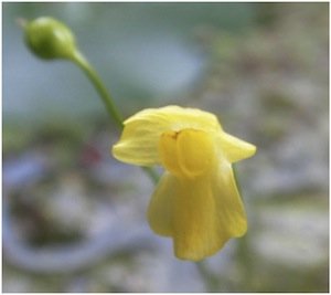 bladderwort-flower