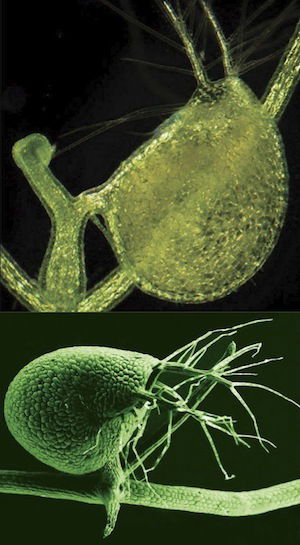 bladderwort