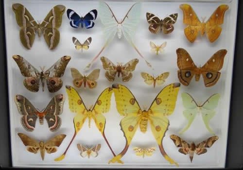 Insect display