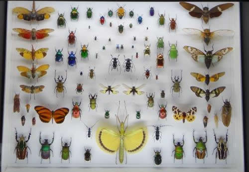 Insect display