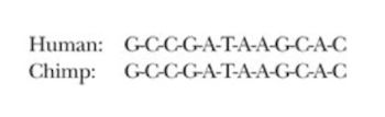 Chimp-Human DNA Similarity: What Does It Really Mean? | Answers in Genesis