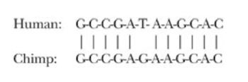 dna chimpanzee vs human