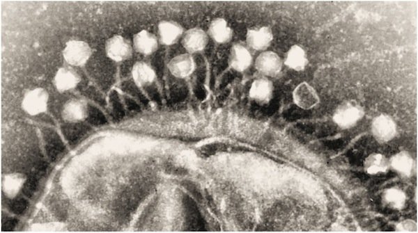 EM-phage