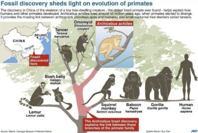 primate family tree