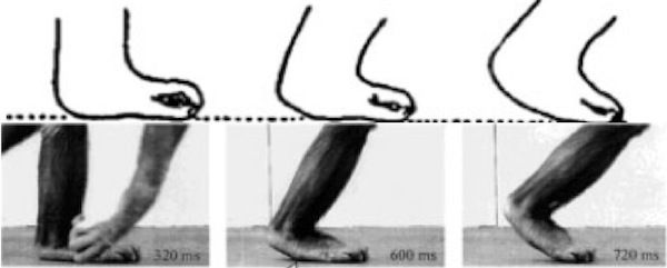 Figure showing differing flexibilities of human feet; modified from