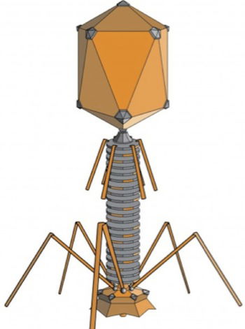 bacteriophage