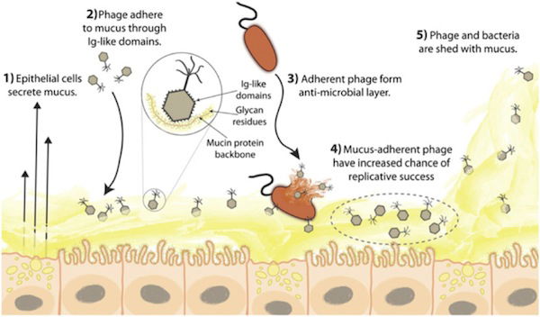 epithelium