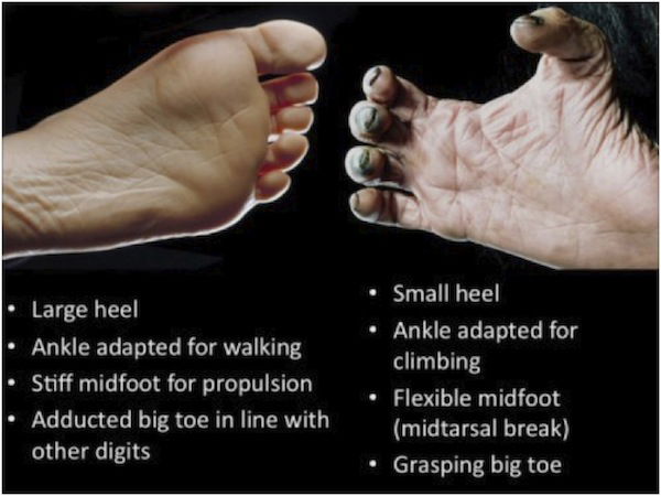 foot-comparison