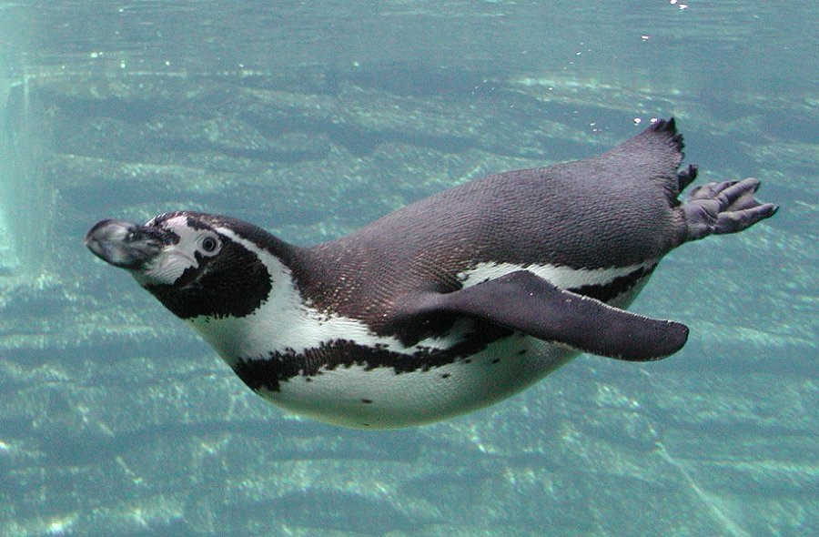 Humboldt Penguin Diving