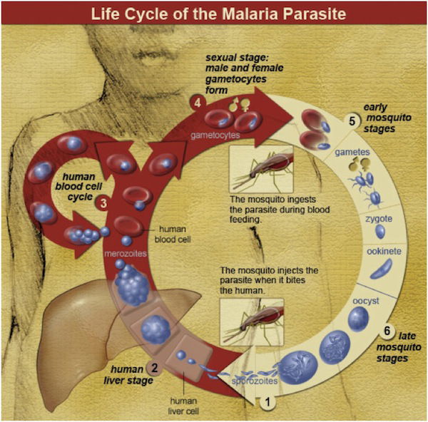 The Life Cycle Of Malaria Parasites Involves And As Hosts