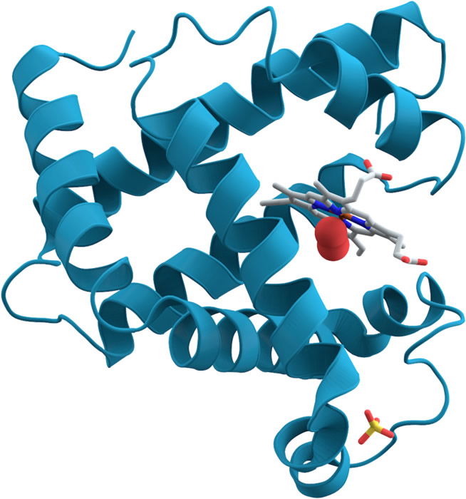 myoglobin