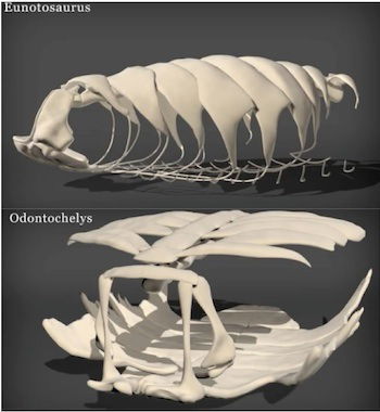 How the turtle got its shell: Amazing fossils are solving the mystery